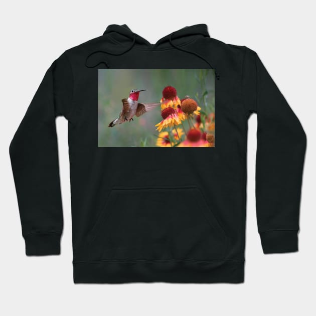 Male Broad Tailed Hummingbird At Gaillardia Hoodie by RhysDawson